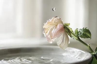 Wilted Flower Revived by Morning Water Drops
