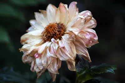 Wilted Flower Reviving with Fresh Water Drops