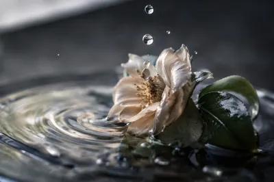 Wilted Cream Flower Revived by Water Drops