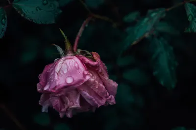 Wilted Pink Flower Reviving After Rain