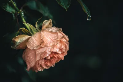 Wilted Rose Reviving With Morning Water Drops