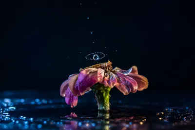 Reviving Wilted Flower With Water Drops