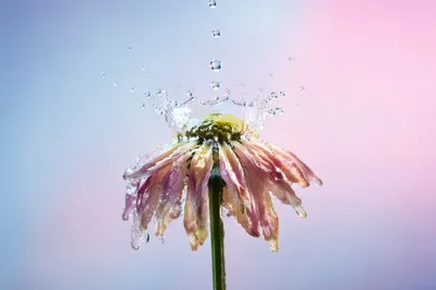 Wilted Flower Revived by Falling Water Drops