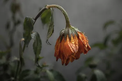 Wilted Orange Flower Reviving With Dew