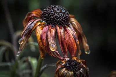 Wilted Flower Reviving With Water Drops