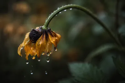 Wilted Flower Reviving After Gentle Rain