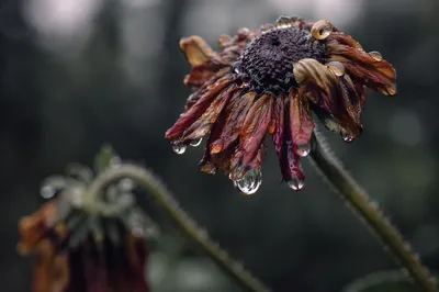 Wilted Flower Revived by Gentle Water Drops