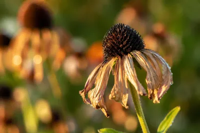 Wilted Garden Flower Reviving After Watering