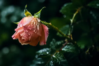 Reviving Wilted Rosebud with Morning Dew