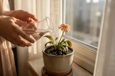 Wilted Flower Revived by Morning Water