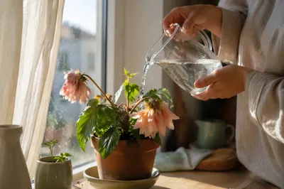 Wilted Flower Reviving on Sunny Windowsill