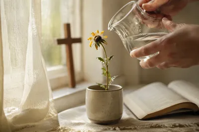 Wilted Wildflower Renewed by Morning Water