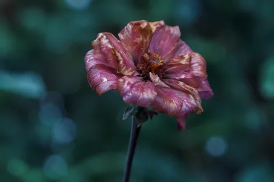 Wilted Flower Reviving in Gentle Mist