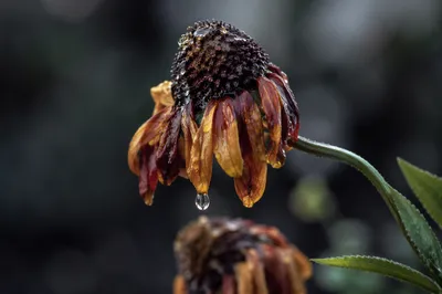 Wilted Flower Reviving After Gentle Watering