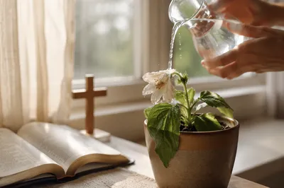 Wilted White Flower Revived by Morning Water