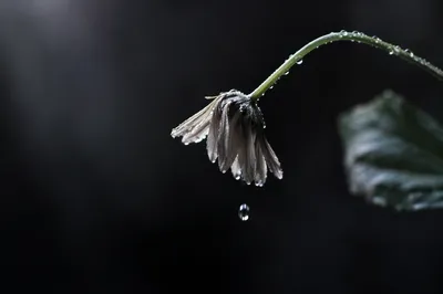Wilted Flower Renewed by Morning Water Drops
