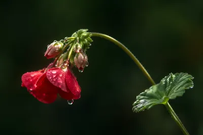 Wilted Flower Reviving in Morning Dew