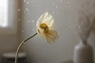 Wilted Flower Reviving in Gentle Light