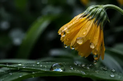 Reviving Yellow Flower After Gentle Rain