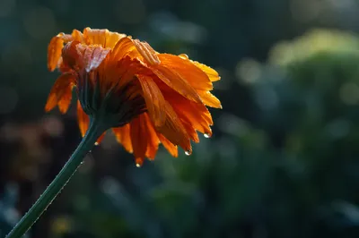 Wilted Flower Reviving After Morning Watering