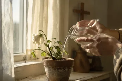 Wilted Flower Revived by Gentle Morning Water