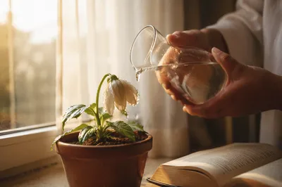 Wilted White Flower Revived by Morning Water