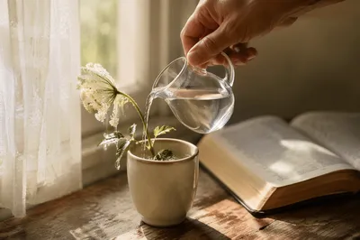 Wilted Wildflower Revived by Morning Water