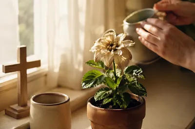 Reviving Flower by Morning Window Cross