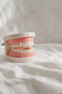 Dental Teaching Model on Clinical Cloth