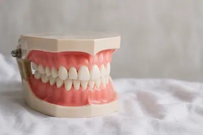 Dental Teaching Model on Clinical Cloth