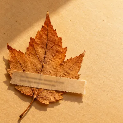 Autumn Leaf Mindfulness Self Care Background