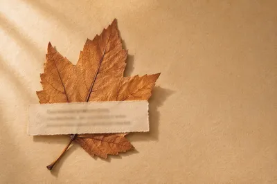 Mindful Autumn Leaf Self Care Flat Lay