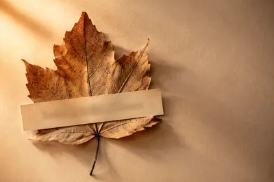 Calm Autumn Leaf Self Care Flat Lay