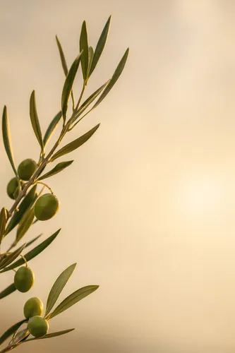 Botanical Background 2