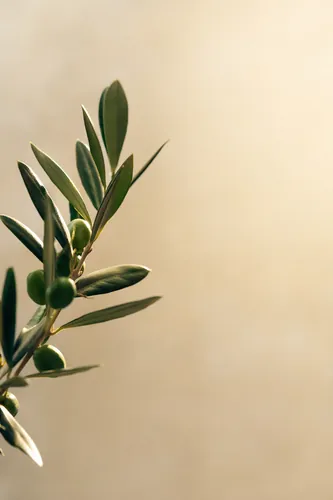Botanical Background 3