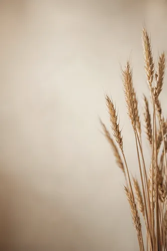 Botanical Background 6