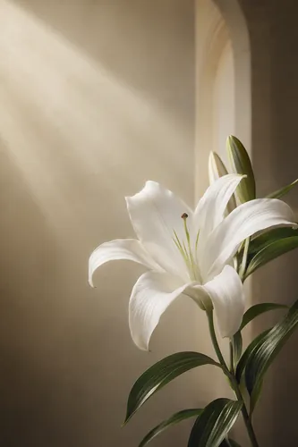 Purity Background 3