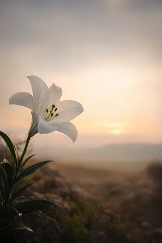 Grief Background 1