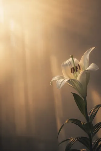 Grief Background 2
