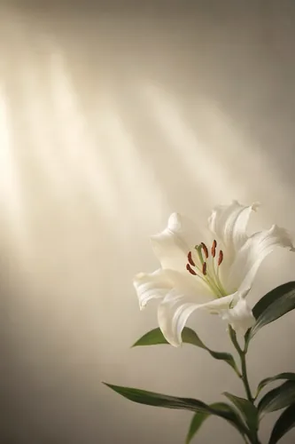 Grief Background 3