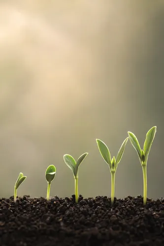 Growth Background 2