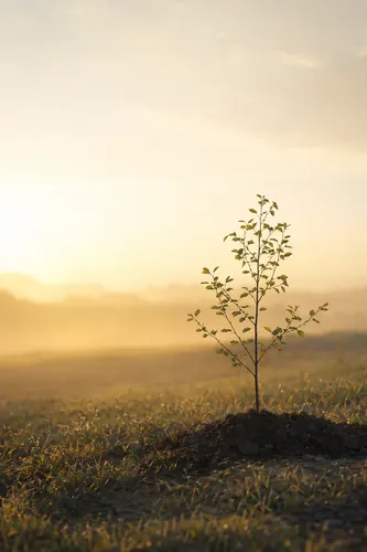 Growth Background 5