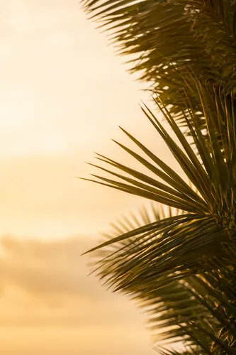 Palmsunday Background 3