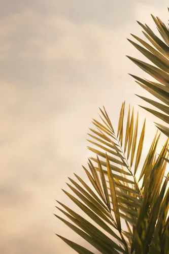 Palmsunday Background 4