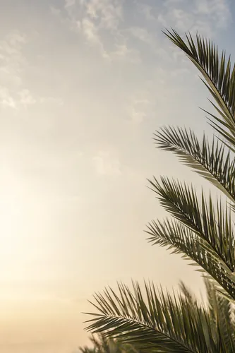 Palmsunday Background 8