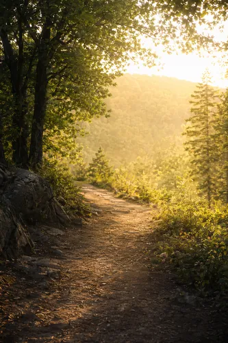 Naturewalk Background 2