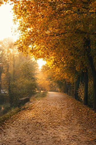 Naturewalk Background 3