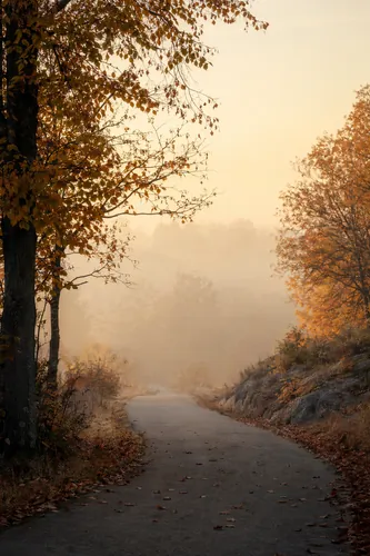 Naturewalk Background 4