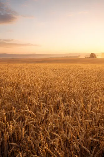 Harvest Background 1