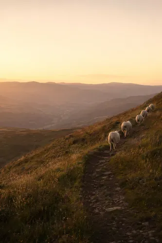 Shepherd Background 3